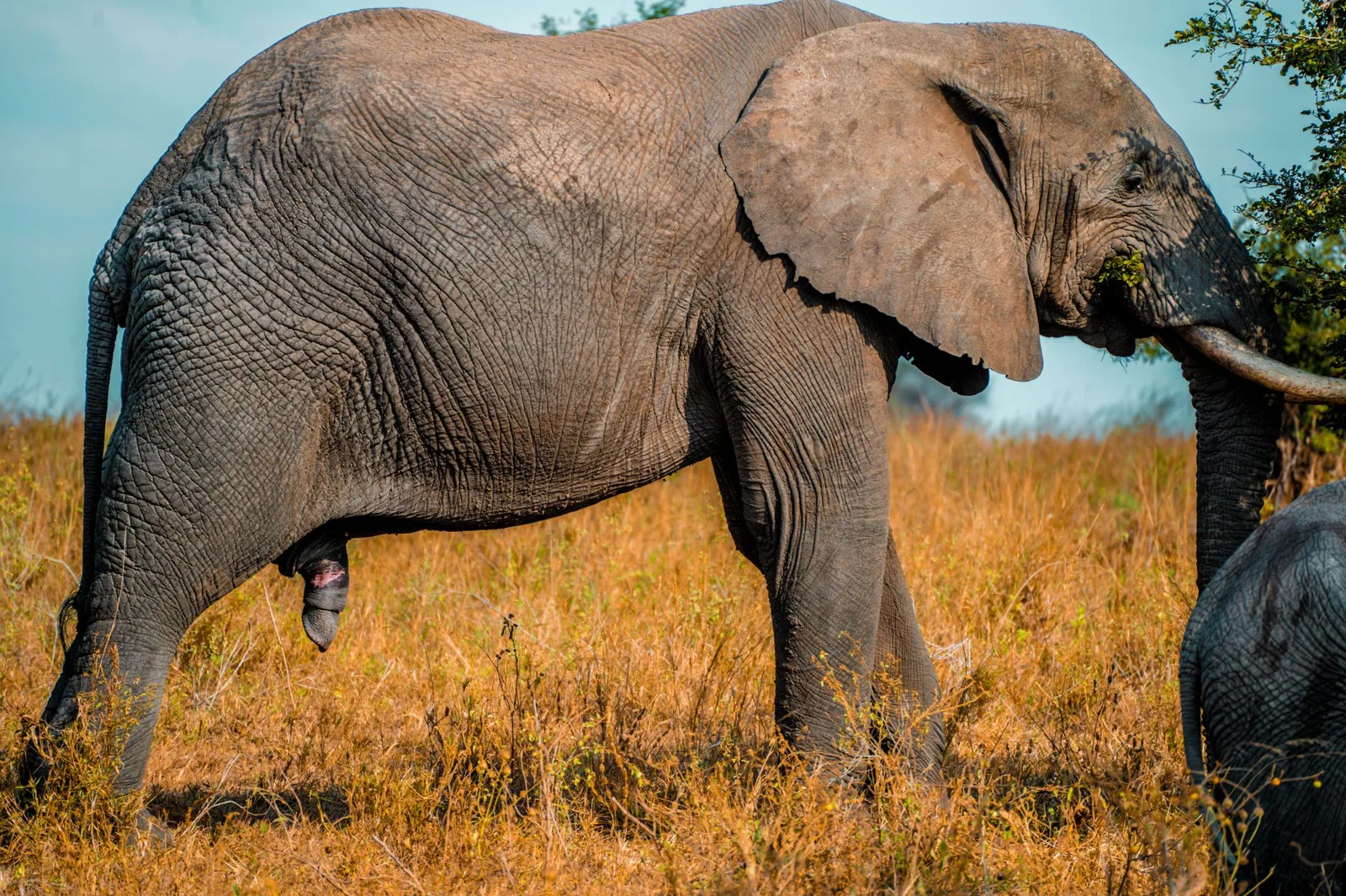 Ruaha