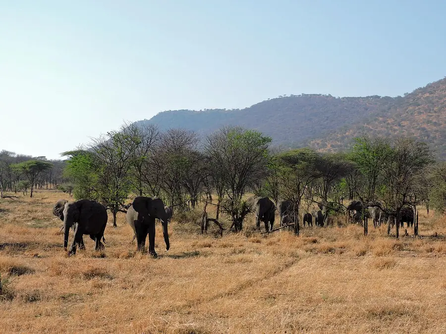 Serengeti in Tanzania โ photo 2