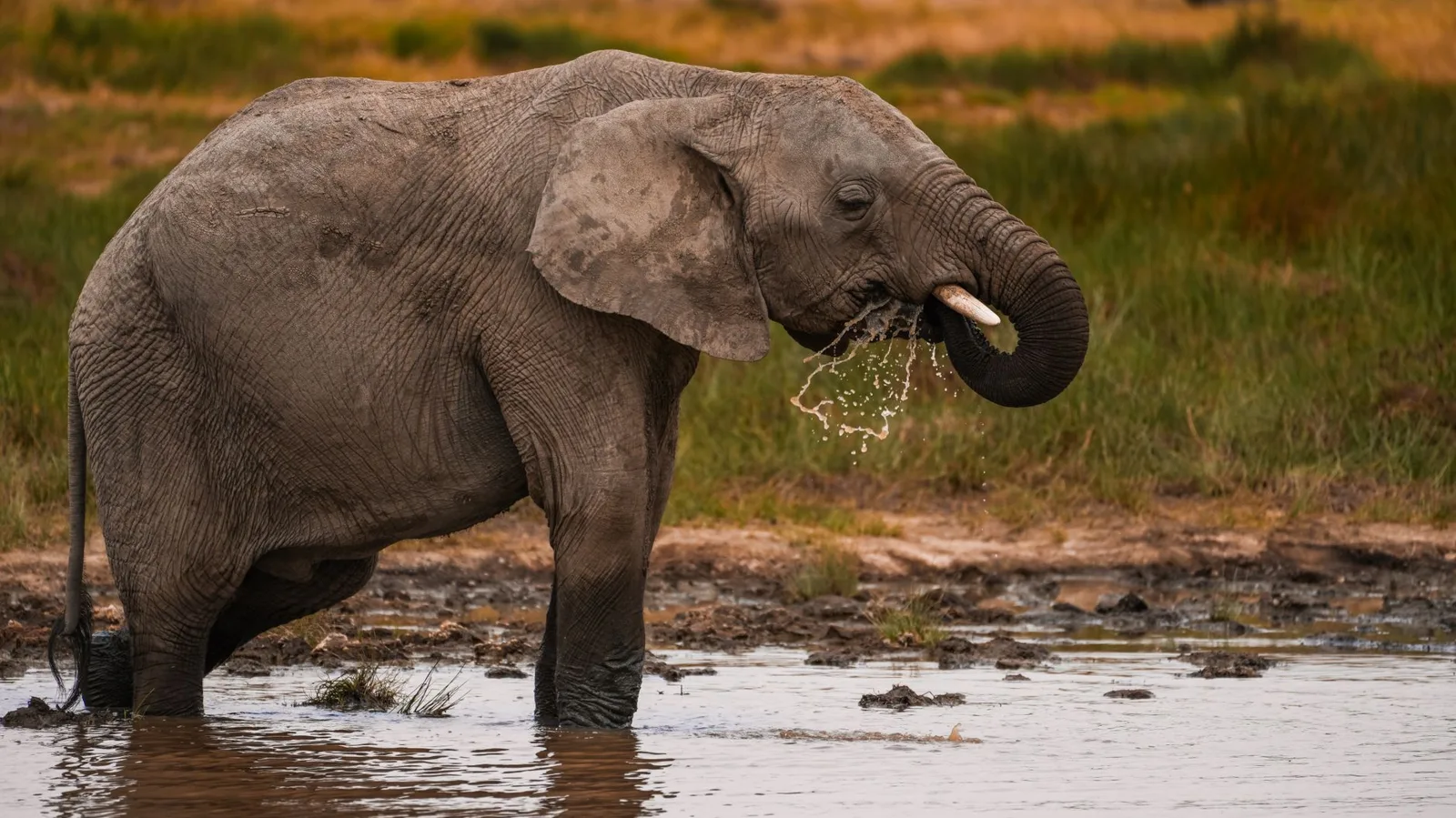 Silale Swamp