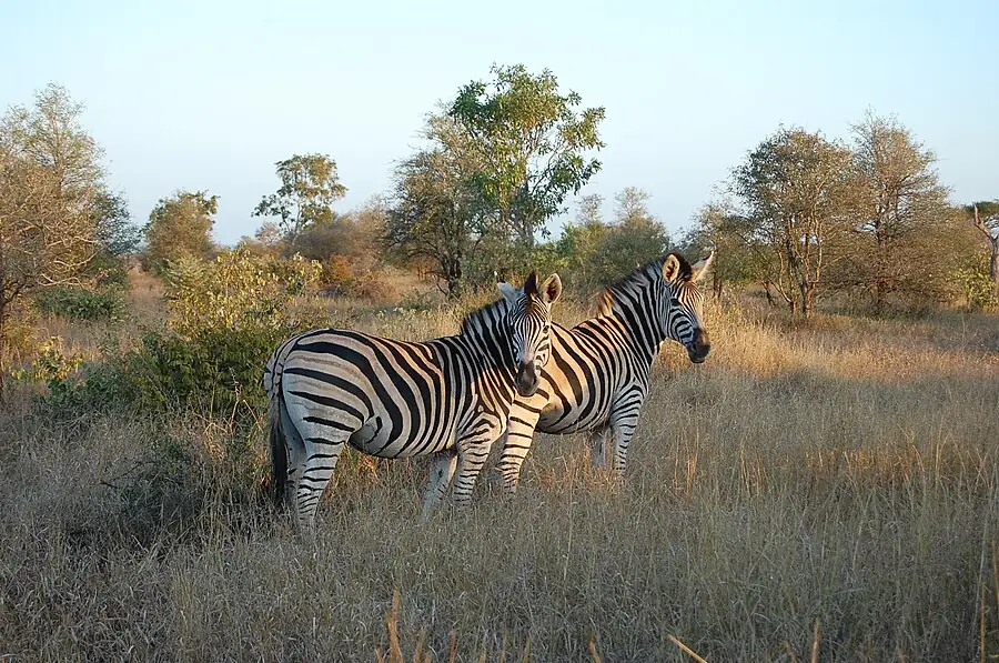 Kruger National Park in South Africa — photo 3